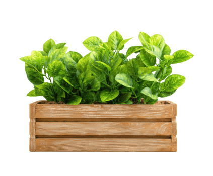 Lush green plants in wooden crate for home decor and styling png