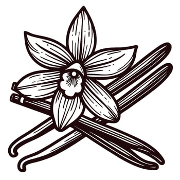 Elegant vanilla flower and pods in vintage vector