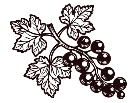 Detailed black and white illustration of currant berries on branch with leaves, vintage hand drawn botanical vector
