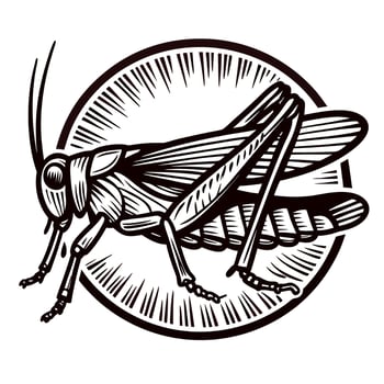 Detailed engraved drawing of a grasshopper insect with wings and antennae in vintage illustration vector