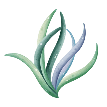Green Seaweed Illustration for Marine Life png