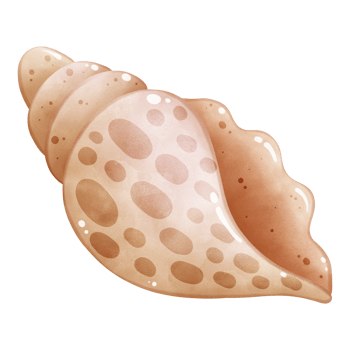 Conch Shell Illustration Clipart for Sea Life Design png