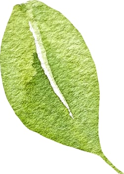 Watercolor green leaf hand drawn isolated clipart illustration vector