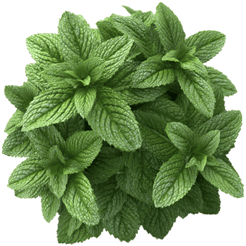 Lush green mint leaves formed into a sphere a vibrant natural image png