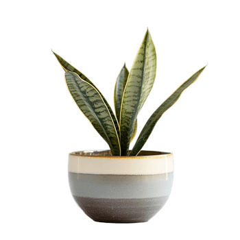 Snake plant in striped pot on transparent background png