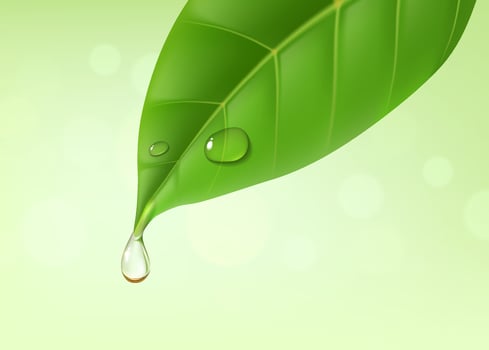 Green leaf with essential oil drop or water splash vector