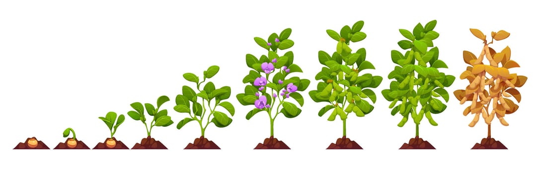 Soy plant growth stages, soybean crop, soya beans vector