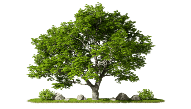 Greenery tropics perennial tree landscaped growth on grassy cutout transparent backgrounds 3d rendering png