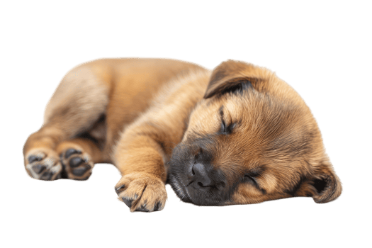 Sleeping Puppy Isolated. Sweet Dreams png
