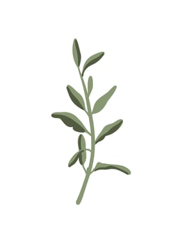 icon of aromatic herbs vector