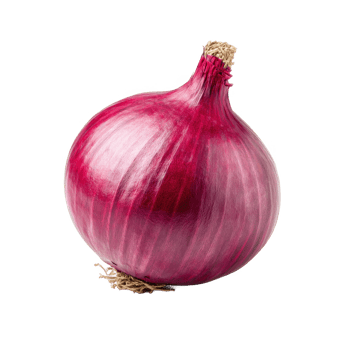 Isolated red onion bulb close up for cooking and healthy eating diet on transparent background png