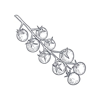Vintage engraving-style illustration of cherry tomatoes on the vine. Hand-drawn botanical sketch, ideal for farm branding, organic packaging, menus, cookbooks, and gardening design projects. vector