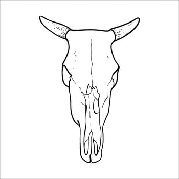 Cow Skull Illustration. Hand drawn black and white illustration of a bull skull with horns in line art style. Suitable for farming, agriculture and art projects. Graphic engraving design EPS10 vector