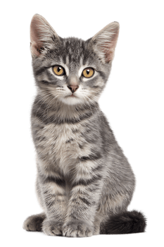 Isolated Young Grey Striped Cat Sitting Posing with a Transparent Background png