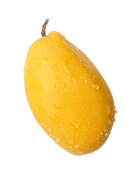 Vertical ripe yellow mango fruit isolated with clipping path in file format png
