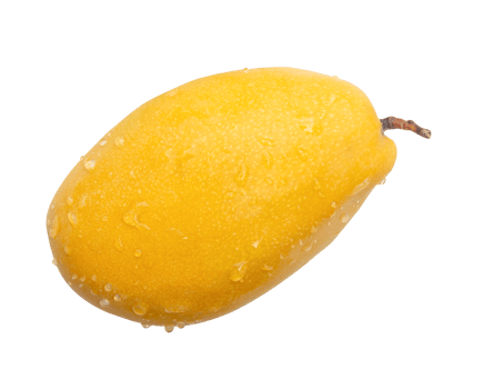 Single ripe yellow mango fruit isolated with clipping path in file format png