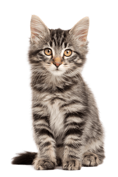 Adorable Tabby Kitten Sitting Isolated on a Transparent Background Lovely Look png