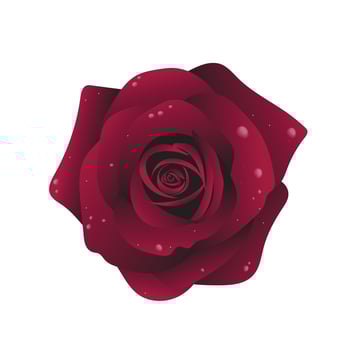 Beautiful close-up of a vibrant red rose covered in fresh water droplets. Perfect for floral-themed designs, romantic visuals, natural backgrounds, or elegant botanical illustrations. vector