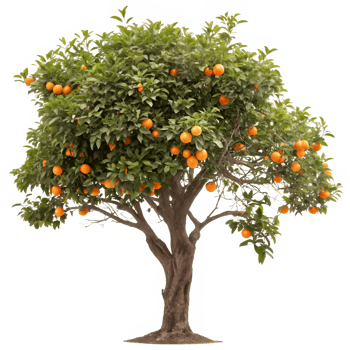 A lush orange tree laden with ripe oranges against a clean background png