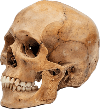 Realistic Human Skull Side View for Educational and Artistic Use png