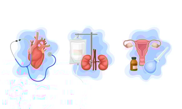 Human internal organs examination and set. Treatment and curing of heart, kidneys and female reproductive system illustration vector
