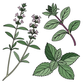 Collection set of Herb In different perspectives vector