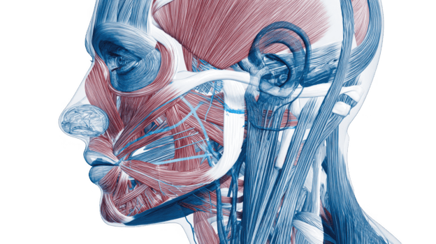Human head muscles and bones showing facial anatomy on transparent background png