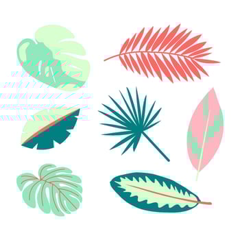 Set of tropical summer leaves. Monstera, palm and other botanical elements. Flat leaves of jungle. illustration in trendy green and pink colors on transparent background vector