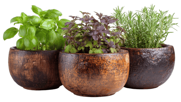 Fresh herbs growing in clay pots with transparent background png
