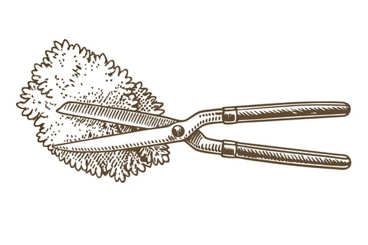 garden hedge shears illustration trimming bush vintage hand tool, shrub maintenance, landscaping equipment vector