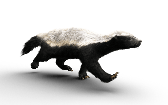 Running pose of a Honey Badger png