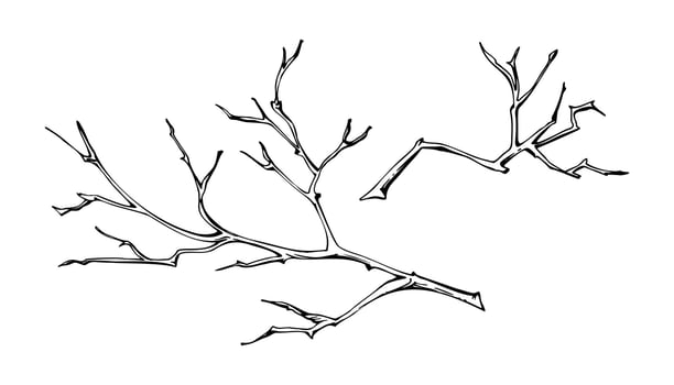 Tree, berry or bush twisted branch twig with no leaves, early spring, late autumn or winter, spiky stalks, buds. Botanical isolated illustration hand drawn in ink. Wedding, florist bouquet shop vector