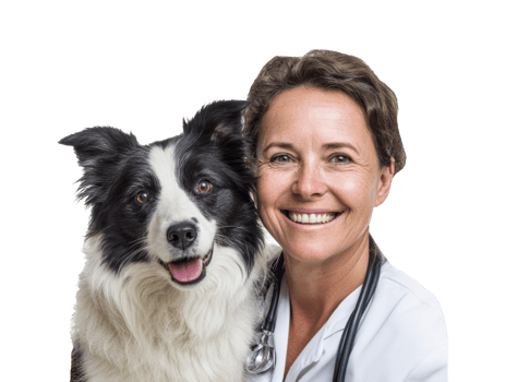 Caring veterinarian with border collie during a check-up session png