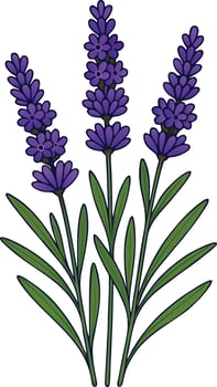 Lavender Plant Illustration with Green Leaves vector