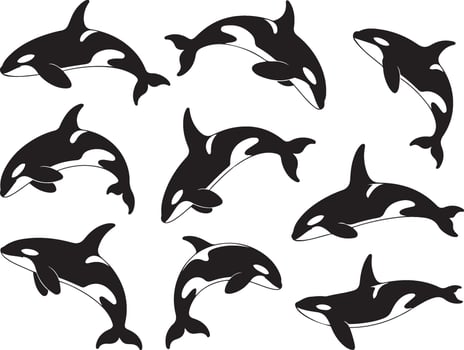 Collection of orca whale silhouettes isolated on white background in black vector