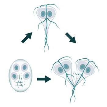Giardia lamblia life cycle showing trophozoite, encystation and excystation stages vector