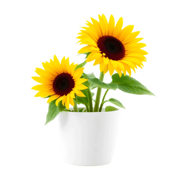 Sunflower plants in a pot png
