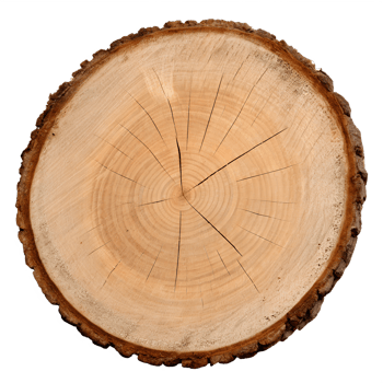 Wood log cross-section isolated on transparent background, tree trunk slice, natural texture, growth rings, forestry, rustic, cut timber png