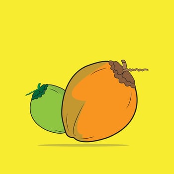 Coconut illustration EPS Design vector