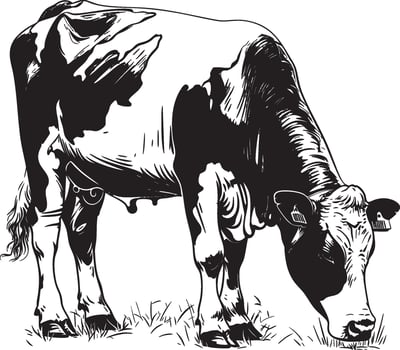 Monochrome illustration of cow grazing on grass in rural farm setting vector