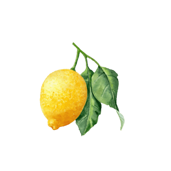 Aquarelle clip art with Hand-drawn lemon for decoration png