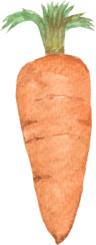 Carrot is painted by hands with watercolor in real fine art style png