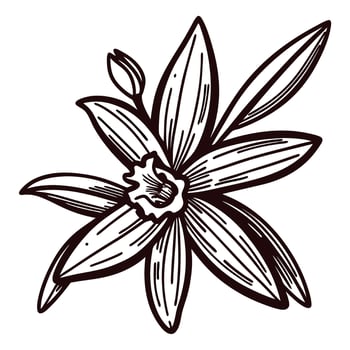 vintage hand drawn vanilla flower and leaf illustration in black ink on white background botanical sketch vector