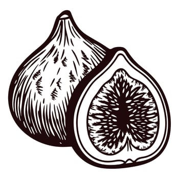 Vintage hand drawn illustration of whole and half fig fruit isolated on white background vector