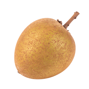Single fresh sapodilla fruit with stem on transparency background png