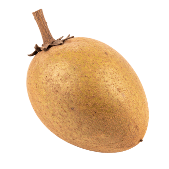 Sapodilla fruit with brown skin on transparency background png