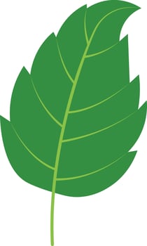 Exotic Tropical Leaves in Cartoon Design. Isolated on White Background vector