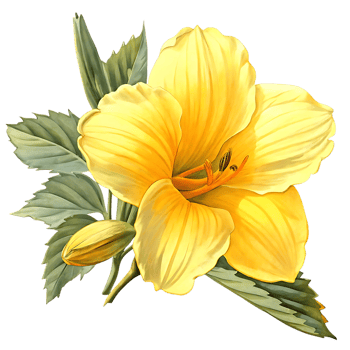 Yellow Flower with Green Leaves Botanical Art png