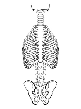 A human spine on a white background. The structure of the human spinal column. Correct posture of the musculoskeletal system. World Spine Day in October. vector