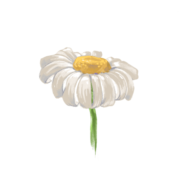 camomile on white backgrounds. Hand drawn daisy. Pencil drawing png
